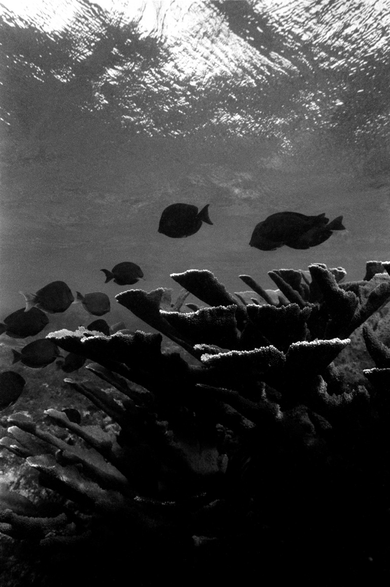 The Reef in Saint Barthélemy, French West Indies - © Enzo Signorelli photographer French West Indies (Caribbean Sea) - Island of Saint Barthlemy