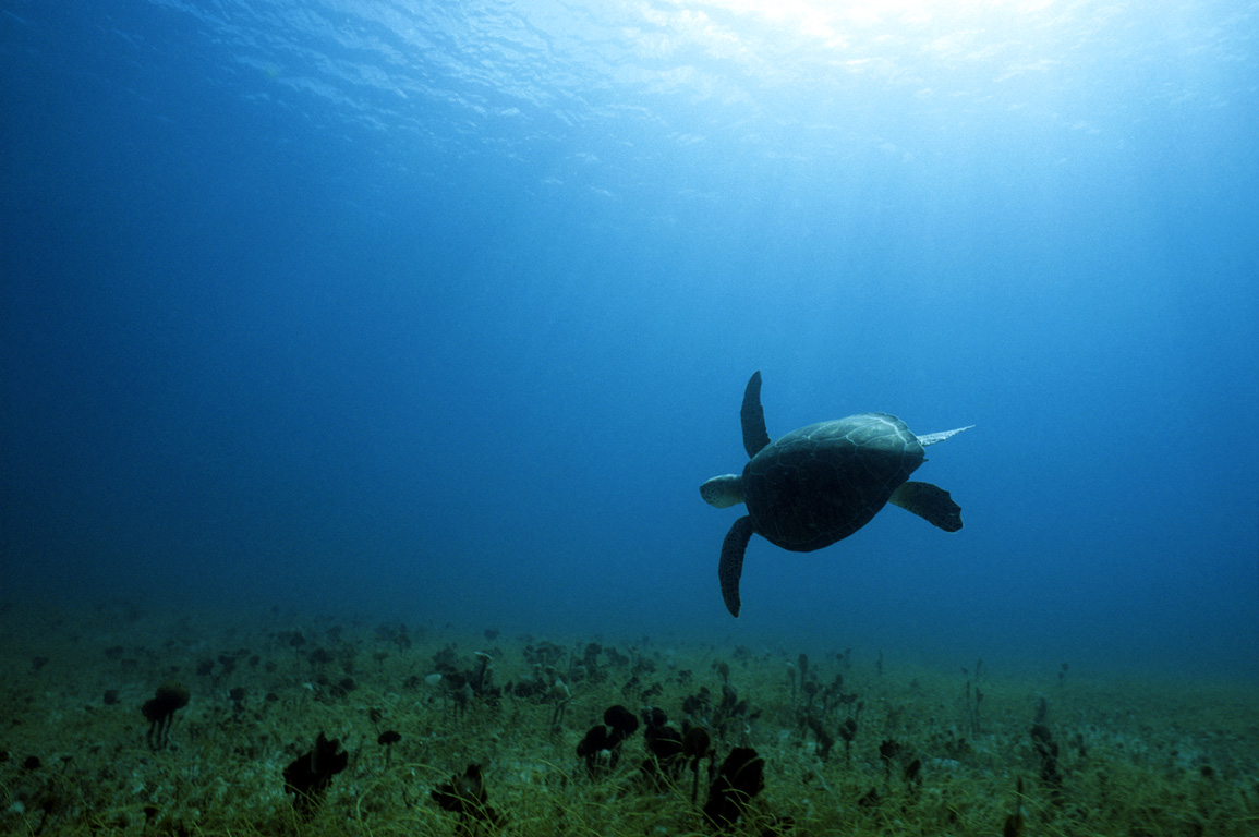 A sea turtle in the island of Saint Barthélemy - © Enzo Signorelli photographer French West Indies (Caribbean Sea) - Island of Saint Barthlemy